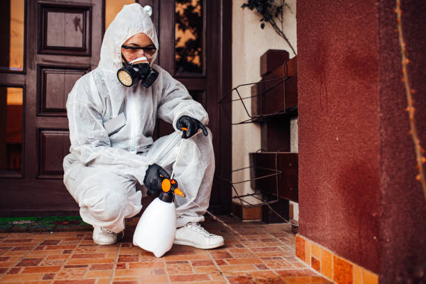 Reliable Wasp Removal contractor in Cranston, RI by Show Me Pest Control